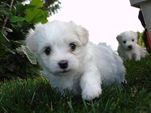 Puppy Portraits Gallery One